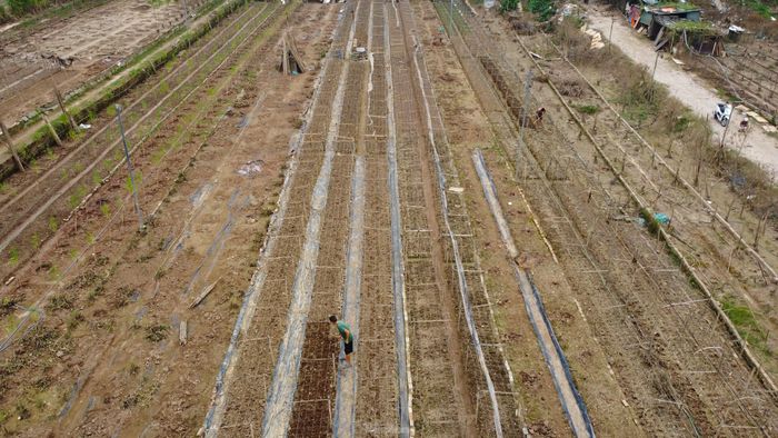 Những cánh đồng cúc họa mi bị "xóa sổ" sau mưa lũ.