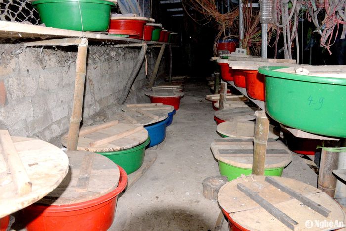 Hàng chục chậu (ổ) nuôi đuông cọ của bà Lô Thị Lương tạo ra. Ảnh: Quang An