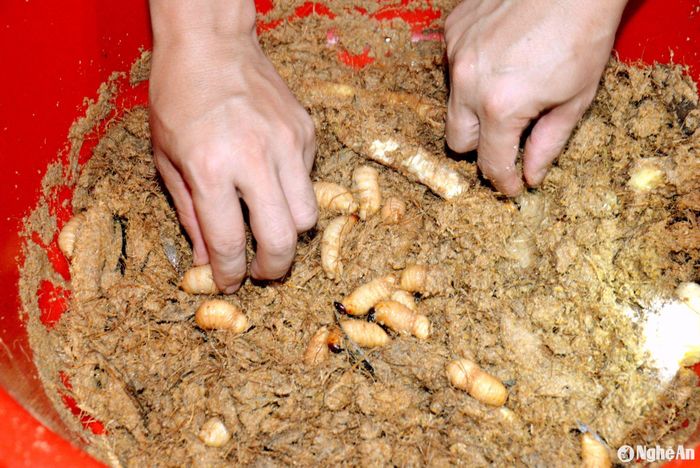 Những con đuông đến kỳ thu hoạch nằm trong đống thức ăn đã hoai. Ảnh: Quang An