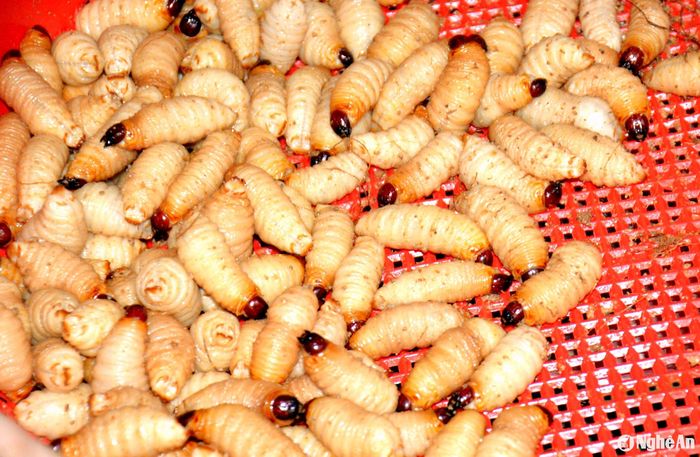 Một kg đuông cọ hiện bà Cương bán với giá 200.000 đồng. Ảnh Xuân Hoàng