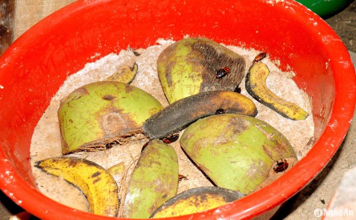 Một chậu nuôi đuông cọ vừa mới thả con giống. Ảnh: Xuân Hoàng