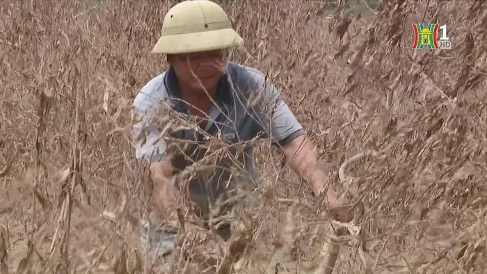Thiệt hại về nông nghiệp sau bão số 3.