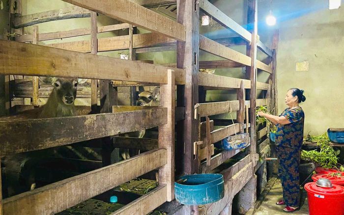 Hệ thống chuồng trại thông thoáng, sạch sẽ là một trong những điều kiện cần để đàn hươu phát triển tốt. Ảnh: Thanh Quỳnh