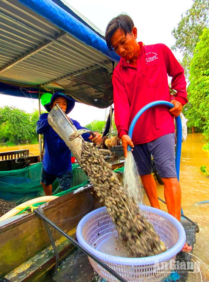 Hến được xúc từ dưới ghe lên, rửa sạch bùn cân cho thương lái