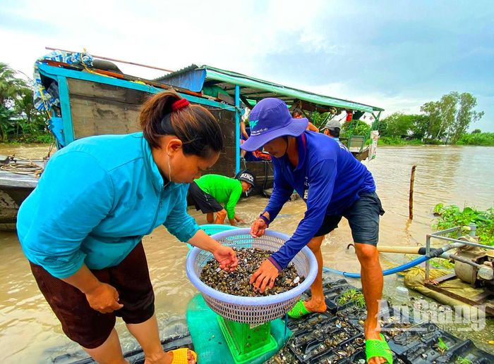 Người dân phân loại hến đổ vào bao mang đi bán chợ xa