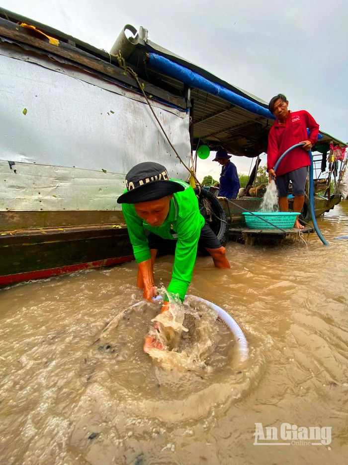 Người dân dạo rửa sạch hến dưới kênh Mặc Cần Dưng