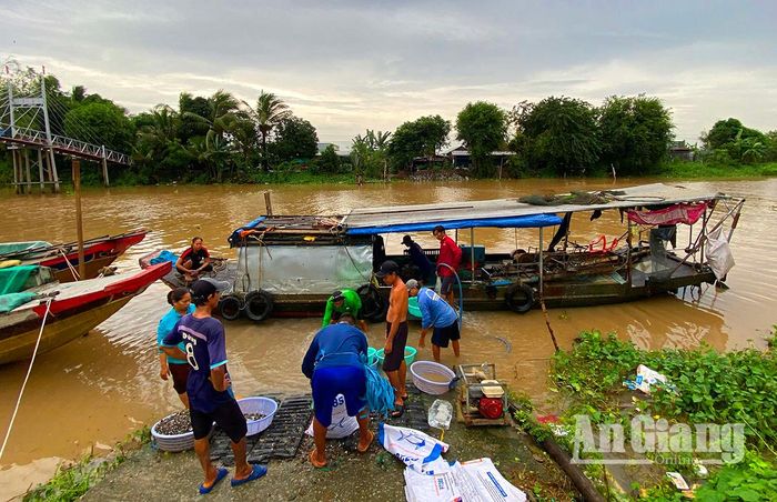 Khung cảnh cân hến “trên bến dưới thuyền” thật nhộn nhịp