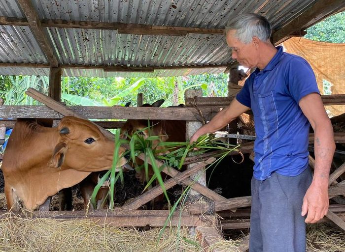 Ông R'com Hlung đầu tư chăn nuôi bò để chủ động nguồn phân bón hữu cơ cho vườn cà phê. Ảnh: S.C