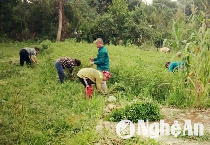 Từ ngày 25/9, người trồng húng quế ở Quế Phong thu hoạch bán cho doanh nghiệp. Ảnh: XH