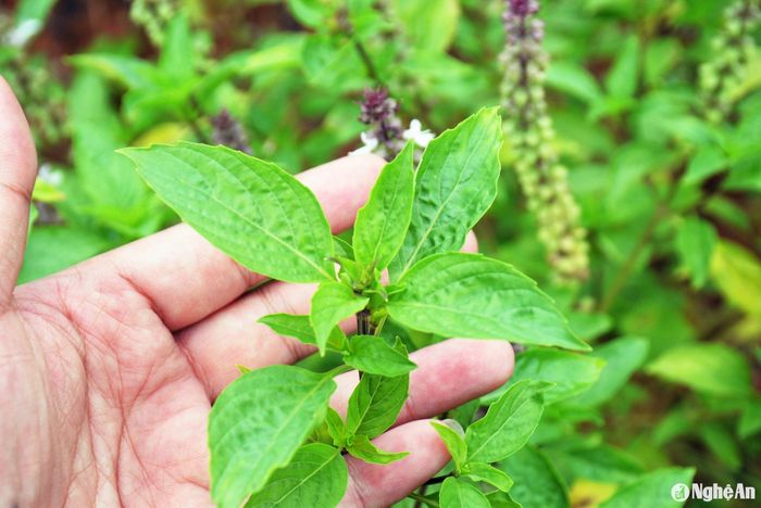 Húng quế không những dùng để làm rau gia vị mà còn sử dụng để chế biến dược liệu. Ảnh: Quang An