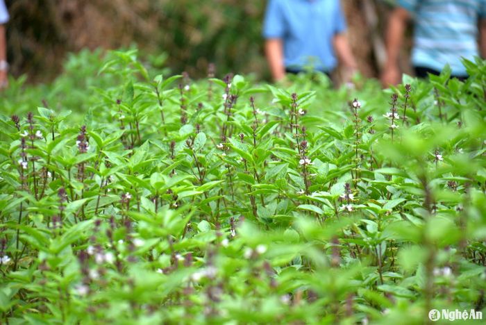 Đến trung tuần tháng 9, cây húng quế đã đến kỳ thu hoạch. Ảnh: Xuân Hoàng