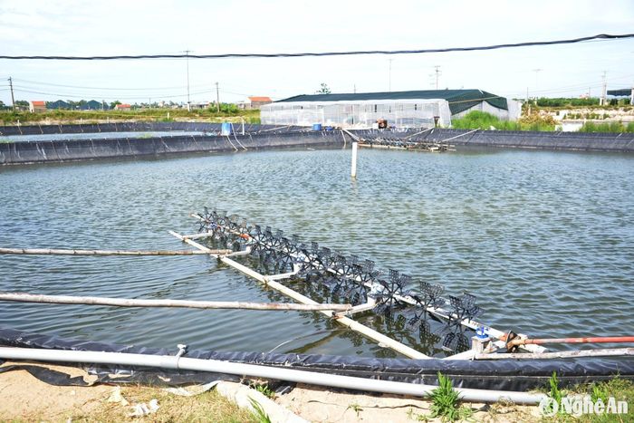 Vùng nuôi tôm Quỳnh Bảng mong muốn công trình cấp nước biển sớm đi vào hoạt động để nghề nuôi tôm phát triển ổn định. Ảnh: Xuân Hoàng