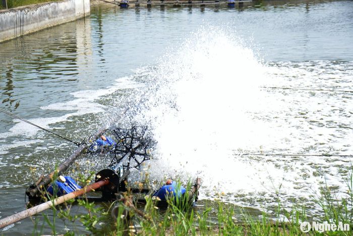 Nghề nuôi tôm đòi hỏi chi phí đầu tư lớn. Ảnh: Xuân Hoàng