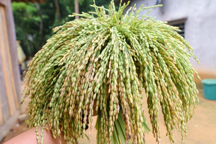 Những bông lúa được chọn để làm cốm là những bông lúa nếp chín mẩy, trĩu bông, hạt to nhất, vỏ hơi lam vàng và hạt chưa chín hết, nếu đã chín hết thì cốm sẽ không thơm. Ảnh: Đình Tuân
