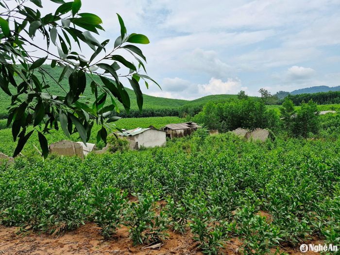 Trong bạt ngàn keo vùng lòng hồ Dự án Hồ thủy lợi Bản Mồng, có không ít công trình tạm. Ảnh: Nhật Lân