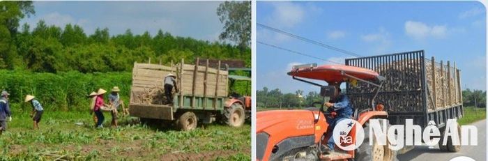 Xe công nông xuống tận ruộng để vận chuyển sắn. Ảnh: Văn Trường