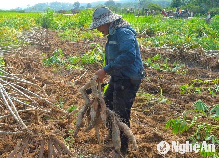 Vụ sắn năm nay được mùa, được giá bà con rất phấn khởi. Ảnh: Văn Trường