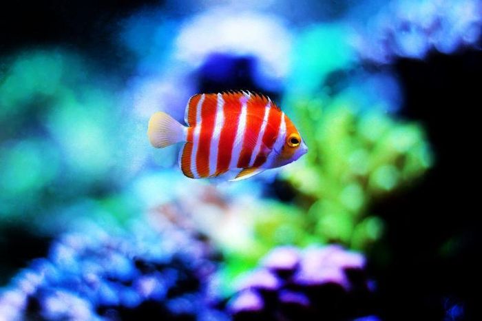 Cá thiên thần Peppermint thường có thân màu đỏ rất nổi bật với các sọc trắng dọc, khiến nó trở thành loài yêu thích của những người đam mê cá cảnh trên toàn thế giới. Giá của cá thiên thần Peppermint rất cao, ở mức 30.000 USD.