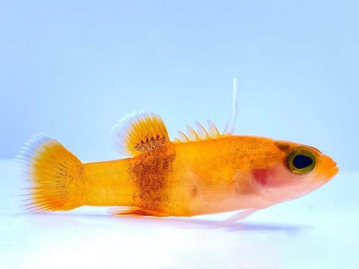 Cá vược vây kiếm là một loài cá nhỏ chỉ dài 3cm. Mặc dù vậy, giá của nó vẫn chạm mốc 10.000 USD. Sở dĩ loài cá này đắt đến vậy là vì nó được tìm thấy sống ở các rạn san hô rất sâu dưới đại dương nên rất khó đánh bắt