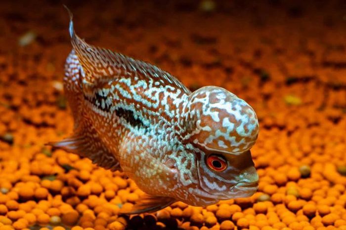 Loài cá cảnh Flowerhorn Cichlid có cái bướu đáng chú ý và màu sắc tươi sáng của chúng sẽ thu hút sự chú ý. Cá cảnh Flowerhorn Cichlid từng được trả với giá 600.000 USD.