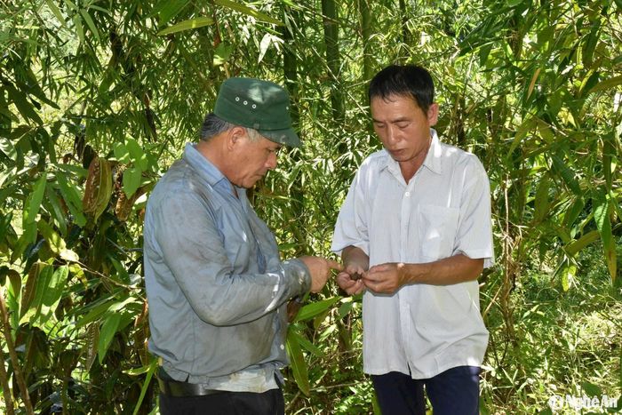 Ông Sinh phổ biến kinh nghiệm ươm hạt thành cây giống chè hoa vàng cho bà con dân bản. Ảnh: H.T
