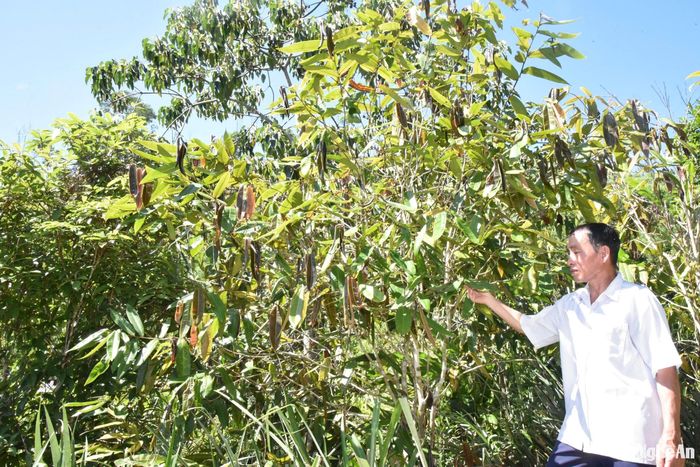 Cây chè hoa vàng ở huyện Quế Phong có những điểm khác biệt so với cây chè hoa vàng ở các nơi khác. Ảnh: H.T