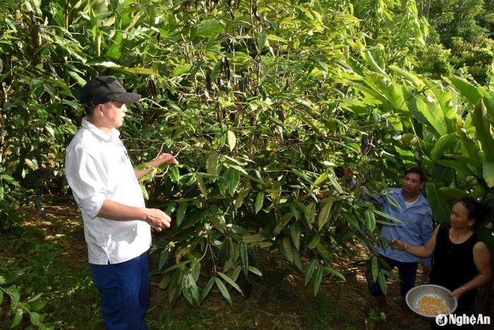 Cây chè hoa vàng đang là cây trồng mang lại thu nhập cao cho người dân huyện Quế Phong. Ảnh: T.P