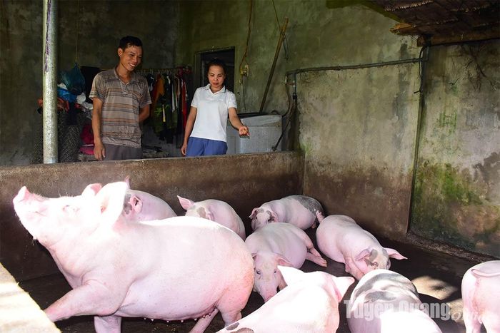 Chị Lý Thị Hương, thôn Cây Quéo, xã Hùng Đức (Hàm Yên) thăm mô hình chăn nuôi của người dân trong thôn.