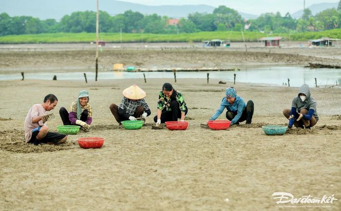 Theo bà Thủy, việc cào ngao ở vùng cửa sông phụ thuộc vào thời gian lên xuống của thủy triều. Khi nước xuống thấp, sẽ để lộ ra bãi bồi với những con ngao nằm dưới lớp đất trộn cát. Trong ảnh là bãi ngao của hộ bà Nguyễn Thị Biện ở phường Hải Bình. Ảnh: Đình Minh.