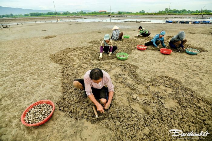Khi trời vừa hừng sáng, bóng đêm còn che đầu người, những người phụ nữ ở phường Hải Bình (TX Nghi Sơn, tỉnh Thanh Hóa) đã vội vã thức giấc, đi đến 'công trường' làm việc ở những bãi ngao nơi cửa sông Lạch Bạng. Ảnh: Đình Minh.
