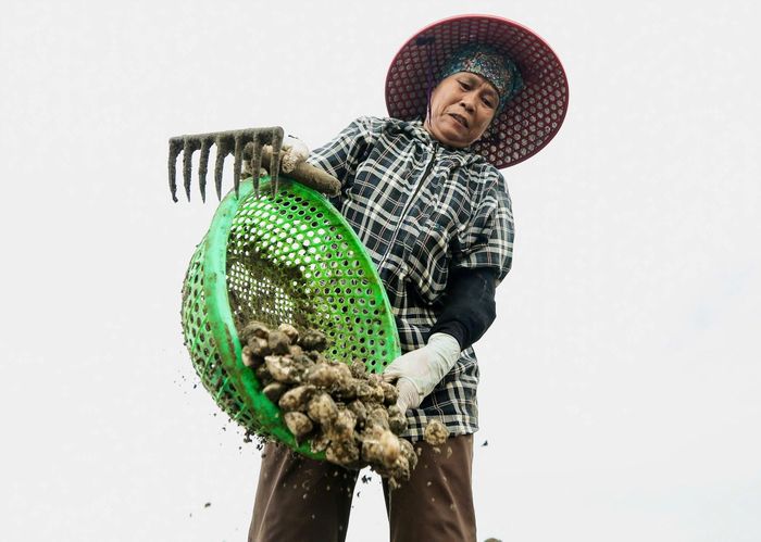 Những người có thâm niên cào ngao lâu năm cho biết: Việc cào ngao phải làm tranh thủ, làm thật nhanh trước khi thủy triều lên để đảm bảo khối lượng ngao cho các chủ bãi. Có những ngày, nước rút muộn, buộc người mò ngao phải dậy sớm hơn bình thường, làm cật lực cho đến khi trời hừng nắng. Dẫu khó khăn, vất vả nhưng vì mưu sinh, nhiều người vẫn cố bám trụ với nghề này. Ảnh: Đình Minh.