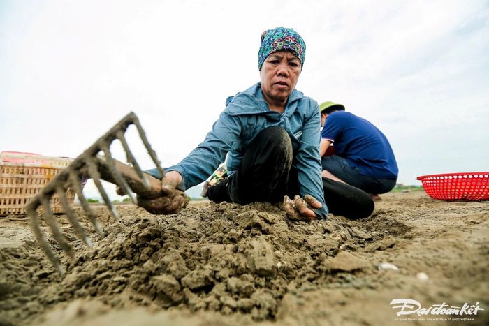 Bà Lê Thị Thủy (trú khu phố Liên Đình, phường Hải Bình cho biết: Mỗi ngày, bà đi làm từ 5h sáng, đến khoảng 13h thì hoàn thành công việc. Một ngày công, bà được chủ các bãi ngao trả trung bình từ 300.000 - 500.000 đồng. Ảnh: Đình Minh