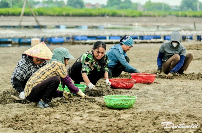 Vùng nuôi ngao của gia đình bà Biện hiện tạo việc làm thường xuyên cho 80 lao động với thu nhập từ 8 - 10 triệu/người/tháng. Lúc cao điểm, có tới 150 lao động thời vụ làm việc trên những bãi ngao của gia đình bà. Ảnh: Đình Minh.