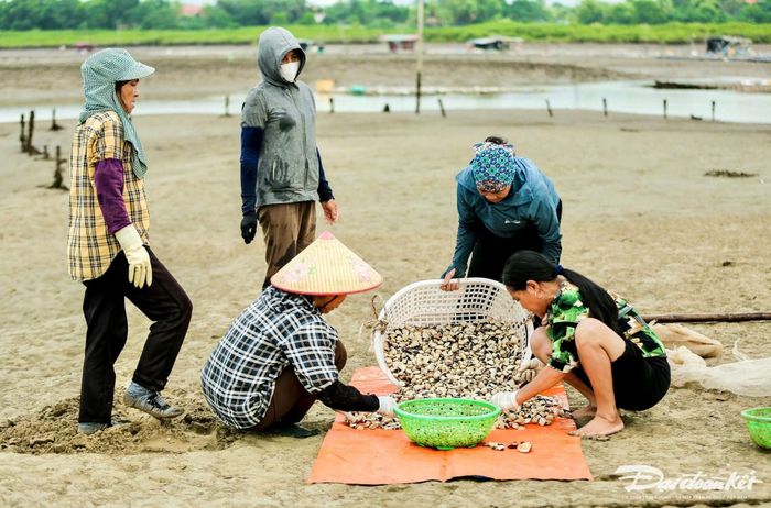 Với điểm tựa là cánh đồng ngao ở Nghi Sơn, trong những năm qua, bà Biện đã chủ động mở rộng vùng nuôi ngao ra các huyện lân cận như Hoằng Hóa, Hậu Lộc và ra tới các tỉnh ngoài như TP Hải Phòng, Thái Bình, Nam Định. Ảnh: Đình Minh.