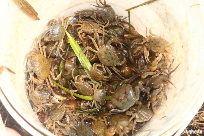 Sau mấy tiếng đồng hồ đi xúc, đi nhủi trên ruộng, mỗi người cũng kiếm được vài kg cua đồng để cải thiện bữa ăn cho gia đình. Cua mùa nước lũ thường không to lắm. Ảnh: Huy Thư