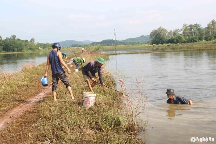 Người dân địa phương thường ra đồng xúc cua vào những lúc rảnh, có khi là sáng sớm, có khi chiều muộn, nhiều hôm được cua nhiều, bà con tập trung xúc cả trưa. Trên các tuyến đường nội đồng luôn nhộn nhịp người đi kiếm cua. Ảnh: Huy Thư