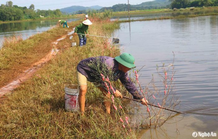 Người dân đi xúc cua mang theo dụng cụ là cái giỏ gắn với 1 cây sào dài 2 - 3m. Đến bờ ruộng chỉ cần cầm cán sào kéo giỏ từ ngoài ruộng vào bờ. Cua ở giữa ruộng sẽ trôi vào trong giỏ xe. Ảnh: Huy Thư