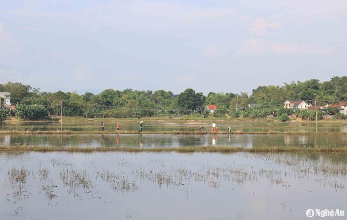 Những ngày này, khi nước lũ đã rút trên các cánh đồng, người dân xã Thanh Lương, Thanh Khai... (Thanh Chương) lại rủ nhau ra đồng đi xúc cua để cải thiện bữa ăn. Ảnh: Huy Thư