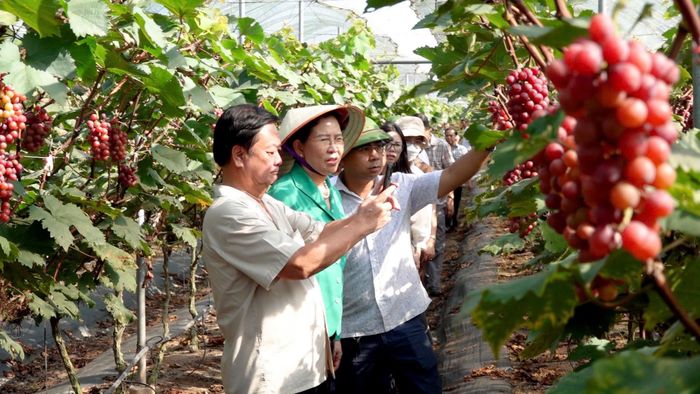 Bộ trưởng Bộ NN-PTNT Lê Minh Hoan đến thăm một vườn nho ở tỉnh Hà Nam. Ảnh: THANH THỦY