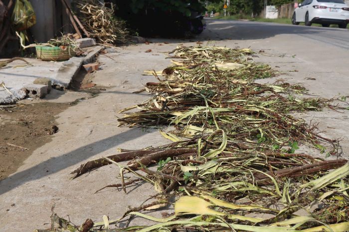 Phơi vỏ niệt bên lề đường. Ảnh: Diệp Thanh