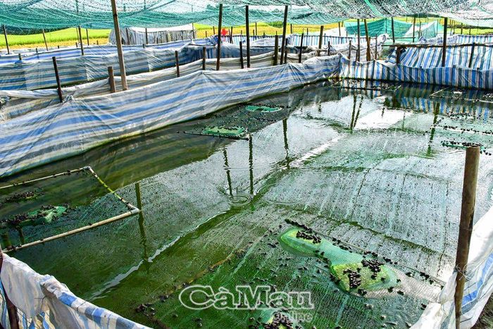 Nhiều năm nay, gia đình anh Mạc Văn Khánh ở xã Khánh Bình, huyện Trần Văn Thời, phát triển kinh tế từ nuôi ếch kết hợp nuôi cá trê. Theo cách nuôi này, con cá dưới ao sẽ tận dụng thức ăn dư thừa và chất thải của ếch, nhằm tiết kiệm chi phí thức ăn.