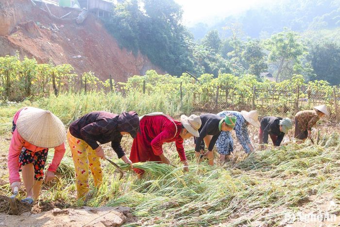 Những ngày này, bà con nông dân bản Minh Thành, xã Lượng Minh, huyện Tương Dương đang xuống đồng thu hoạch lúa mùa sau trận lũ lịch sử vừa xảy ra trên địa bàn. Ảnh: Đình Tuân