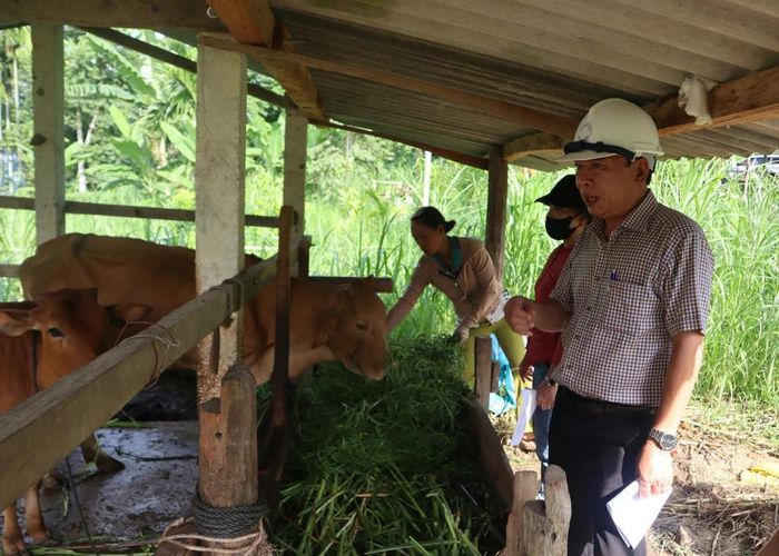Ông Trần Văn Sương khảo sát, xem xét tình hình thực tế mô hình nuôi bò nhóm hộ tại địa phương. Ảnh: Minh Ngọc