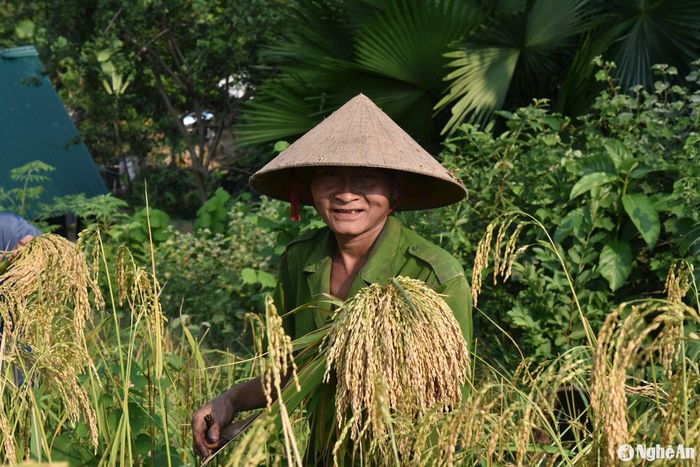 Gia đình ông Thăm Văn Sơn ở bản Xốp Kha trồng lúa vụ mùa mỗi năm được khoảng 4-5 tạ lúa, đủ ăn cho đến vụ sau. Ông Sơn cho biết, hiện nay các con của ông đã đi làm ăn xa, chỉ có 2 ông bà ở nhà. Nương lúa của gia đình ông nằm ngay trên sườn núi ở cạnh nhà nên việc thu hoạch thuận lợi, không phải đi xa như những hộ khác. Vì vậy ông thường gặt những bông chín mang về phơi dần. Ảnh: HT