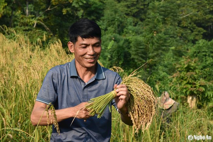 Vụ lúa mùa 2024 người dân Xốp Kha được mùa, năng suất khá cao khoảng 3,5 tạ/ha, lúa chín đều, hạt chắc. Ảnh: HT