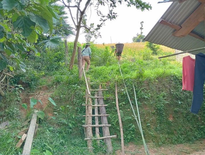 Người Khơ Mú ở bản Xốp Kha, xã Yên Hòa thường trồng 1 năm 2 vụ lúa trên những nương rẫy cao. Vì vậy, đường lên rẫy thường phải bắc thang, độ dốc khá lớn. Ảnh: HT