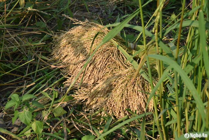 Lúa gặt xong được buộc thành từng bó nhỏ vừa tay cầm. Ảnh: HT