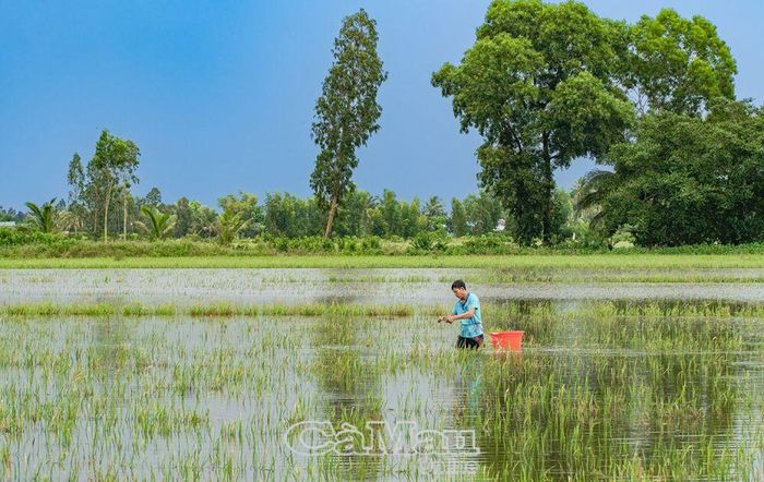 Khi những cơn mưa trút hạt cũng là lúc người dân tranh thủ giăng lưới trên đồng.