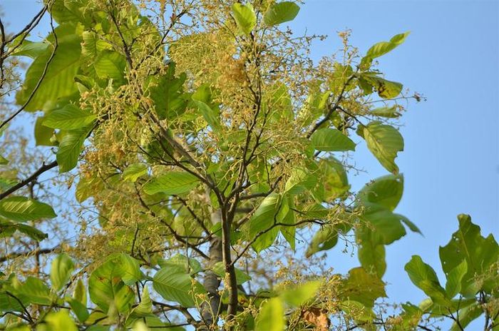 Ý nghĩa của cây Sala trong văn hóa Phật giáo là sự thanh tịnh, bình an, giác ngộ và giải thoát.