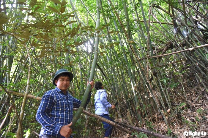 Dự kiến các chủ rừng thuộc Khu bảo tồn thiên nhiên Pù Hoạt sẽ được thụ hưởng nguồn kinh phí 18,5 tỷ đồng từ nguồn bán tín chỉ carbon. Trong ảnh: Người dân xã Đồng Văn (Quế Phong) thu hoạch lùng. Ảnh: HT